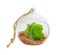 Nicola Spring Hanging Glass Terrarium - 10cm - Open Terrarium Pot Planter for Indoor Outdoor Home Garden Succulent, Cacti, Ferns, Plants Hanging Tabletop Displays