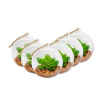 Nicola Spring Hanging Glass Terrariums - 12cm - Pack of 6 Open Terrarium Pot Planter for Indoor Outdoor Home Garden Succulent, Cacti, Ferns, Plants Hanging Tabletop Displays