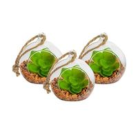 Nicola Spring Hanging Glass Terrariums - 8cm - Pack of 3 Open Terrarium Pot Planter for Indoor Outdoor Home Garden Succulent, Cacti, Ferns, Plants Hanging Tabletop Displays