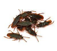 NIDONE Cockroach Realistic Plastic Roach Insects Joke Toys Prank Scary Trick Bugs for Fools Day 10PCS