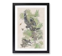 Night Hawks by John James Audubon Framed Print | A2 Black Framed Wall Art | Ready to Hang | Modern Nature Picture | Living Room Bedroom Lounge Office