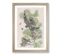 Night Hawks by John James Audubon Framed Print | A2 Oak Framed Wall Art | Ready to Hang | Modern Nature Picture | Living Room Bedroom Lounge Office