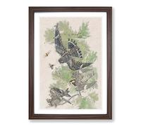 Night Hawks by John James Audubon Framed Print | A2 Walnut Framed Wall Art | Ready to Hang | Modern Nature Picture | Living Room Bedroom Lounge Office