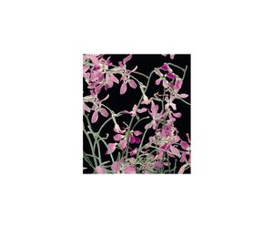 Night-Scented Stock Seeds - A Victorian Garden Favourite