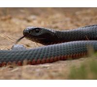 Nightmares of the North