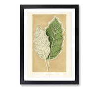 Nightshade Leaves by Benjamin Fawcett Framed Print | A2 Black Framed Wall Art | Ready to Hang | Modern Floral Picture | Living Room Bedroom Lounge Office