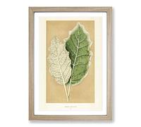Nightshade Leaves by Benjamin Fawcett Framed Print | A2 Oak Framed Wall Art | Ready to Hang | Modern Floral Picture | Living Room Bedroom Lounge Office