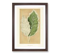 Nightshade Leaves by Benjamin Fawcett Framed Print | A2 Walnut Framed Wall Art | Ready to Hang | Modern Floral Picture | Living Room Bedroom Lounge Office