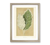 Nightshade Leaves By Benjamin Fawcett Vintage Framed Print | A3 Oak Framed Wall Art | Ready to Hang | Classic Floral Picture | Living Room Bedroom Lounge Office