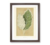 Nightshade Leaves By Benjamin Fawcett Vintage Framed Print | A4 Walnut Framed Wall Art | Ready to Hang | Classic Floral Picture | Living Room Bedroom Lounge Office