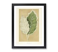 Nightshade Leaves By Benjamin Fawcett Vintage Framed Wall Art Print, Ready to Hang Picture for Living Room Bedroom Home Office Décor, Black A4 (34 x 25 cm)