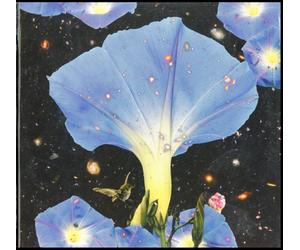 Nighttime Birds and Morning Stars