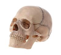 NIHENHAO 15pcs/set 4D Disassembled Skull Anatomical Model Detachable Medical Teaching Too Resin