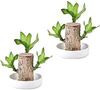 Nihexo Mini Brazil Lucky Wood - Desktop Ornaments Hydroponic Potted Plant Stump Small Plant Indoor Office Plant, Plant Lucky Wood Bedroom to Purify The Air Indoor Brazilian (2Pcs)