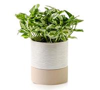 Nihow Self Watering Plant Pot: 6 Inch Ceramic Planter with Drainage Hole & Saucer for Indoor & Outdoor Plants - Cylinder Round Flower Pot for Succulent/Herbs/Violets - Cream White & Brown