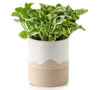 Nihow Self Watering Plant Pot: 6 Inch Ceramic Planter with Drainage Hole & Water Storage for Indoor Plants - Cylinder Round Flower Pot for Succulent/Herbs/Violets - White & Nature