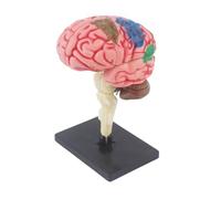 NIHUIFA Human Brains Anatomy Model with Detachable Brains Organs Anatomical Human Brains Model Assembly Toy for Teen 7-14