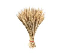 Niktule 100 Dried Wheat Stalks Natural Wheat Sheaves Grass Bundle Dry Flowers Bouquet, Hay Bales For Decoration, Design Home Table Wedding Centerpieces Decorative