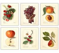 Nilem Design Vintage Fruit Wall Art Set of 6 - Strawberry, Grape, Peach, Apple, Cherry & Pear Botanical Prints - 8x10 inch Unframed Kitchen Decor for Dining Room, Farmhouse or Cafe