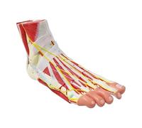Nine-piece Model Human Foot Anatomical Model 81 Parts Of The Foot Labeled Bones Muscles Ligaments Nerves Blood Vessels
