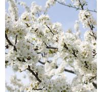 Nipponica ‘Brilliant' Ornamental Flowering Cherry Japanese Alpine Blossom Dwarf Tree