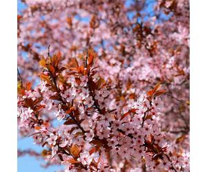 Nipponica 'Ruby' Ornamental Japanese Alpine Cherry Flowering Blossom Tree Dwarf RHS Award, 100-120cm