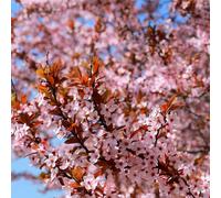 Nipponica 'Ruby' Ornamental Japanese Alpine Cherry Flowering Blossom Tree Dwarf RHS Award, 70-80cm