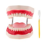 Nishiyuenyi Dental Education Teaching Study Analysis Demonstration Model