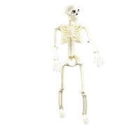 Nixiara Skeleton Figure | Movable Joint Skeleton Human Model Skull, Skeleton Figure for Halloween Props Scary Party Decoration