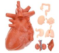 NIYANGLE 8pcs Simulated Human Organ Models Teaching Tools Compact Anatomical Stomach Brain Heart Lung Liver Kidney for Medical Students Doctors and Learning