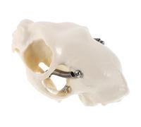 NIYANGLE Cat Skull Skeleton Model Animal Anatomical Skull Figurine Small Cat Head Prop for Science Education Veterinary Teaching and Fish Tank Halloween Decoration