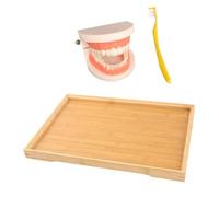 NIYANGLE Educational Teeth Model with Bamboo Tray for Preschool Teaching Tool Early Learning to Practice Safe Brushing and Understand Tooth Structure Montessori Cognitive Gift for Boys