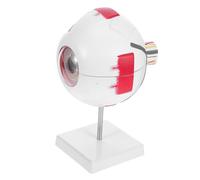 NIYANGLE Enlarged Human Eye Orbital Anatomy Model with Stand Detachable Realistic Eyeball for Medical Teaching Homeschool Anatomy Study Visual Science Classroom Aid