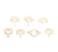 NIYANGLE Medical Teaching Tool Human Cervical Spine Model Life Size 7 Vertebrae Anatomical Demonstration for Student Education and Clinical Use