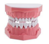 NIYANGLE Portable Typodont Teaching Model for School Demonstration and Home Use with Detailed Gap Visualization Resin Teeth Study Prop and Teaching Model Guide and Adults