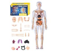 Nkmifeg Human Body Model for Kids 3D - Anatomical Human Torso Toy,Educational Teaching Aid Tools for Science Educators Students Learners Girls Boys Kids in Classroom Homeschooling School