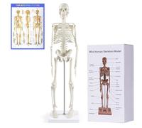 NLShan Human Skeleton Model for Anatomy,17" Mini Scientific Anatomical Human Skelton Model with Movable Arms and Legs for Study Basic Details of Human Skeletal System