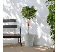 (No Container) Bay Tree Standard - 90cm Tall Hardy Evergreen Laurus Nobilis for Pots & Borders