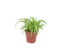 (No Container) Chlorophytum Spider Plant 12cm - Air Purifying Hanging Basket Plant