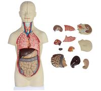 No Gender Human Torso Anatomy Model, Human Heart, Torso and Skeleton Models, 3D Model Study Tools with 12 Internal Orga