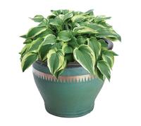 No Go Slug & Snail Copper Tape - 4m Chemical Free Garden Pest Control