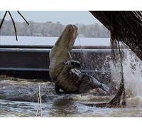 No Guts, No Gator