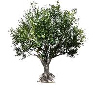 No Maintenance Artificial Olive Tree - Realistic Fruits, Adjustable Branches, Natural Trunk for Home & Office(2.5mx2m)