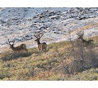 No Words Colorado Archery Mule Deer film