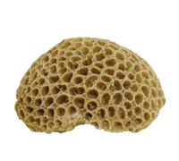 Nobby Aqua Ornaments, Light