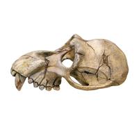 Nobby Monkey Skull Aquarium Ornaments, 22.5 x 14.5 x 11 cm