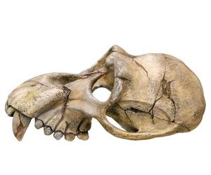 Nobby Monkey Skull Aquarium Ornaments, 22.5 x 14.5 x 11 cm