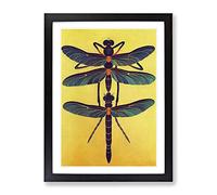 Noble Dragonflies Framed Print | A4 Black Framed Wall Art | Ready to Hang | Modern Nature Picture | Living Room Bedroom Lounge Office