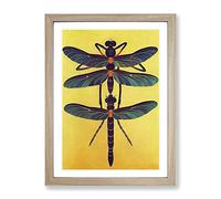 Noble Dragonflies Framed Print for Living Room Bedroom Home Office Décor, Wall Art Picture Ready to Hang, Oak A2 Frame (64 x 46 cm)