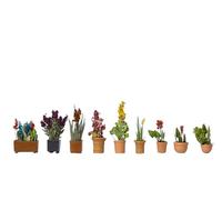 NOCH | 14012 | H0 Gauge | Ornamental Plants in Flower Pots | Model Railway